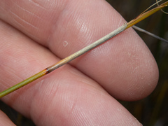 Schoenus carsei