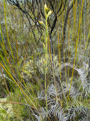 Calochilus herbaceus