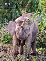 Elephas maximus borneensis