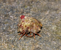 Calcinus tibicen