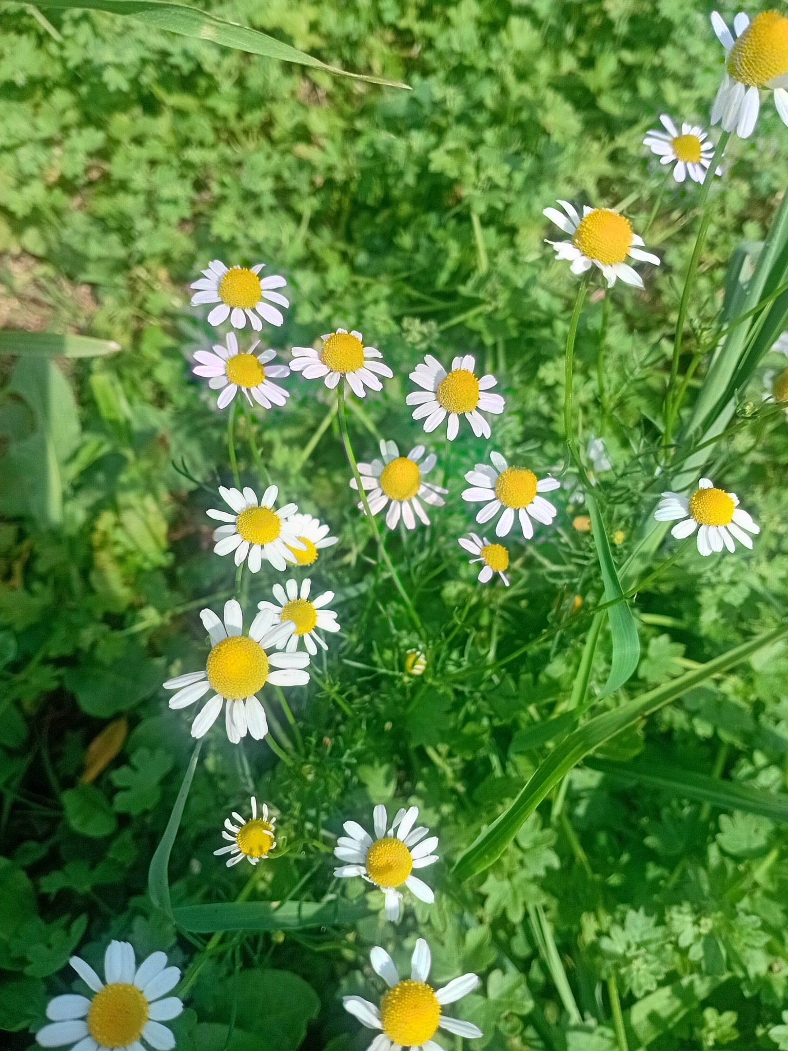 Matricaria chamomilla