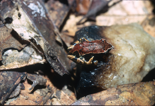 Ongot Long-fingered Frog