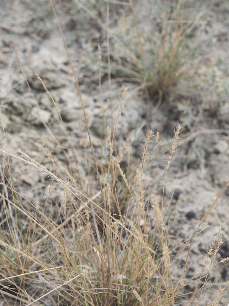Montana wild rye in September 2025 by rwr · iNaturalist