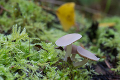 Psathyrella pygmaea