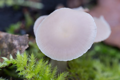 Psathyrella pygmaea