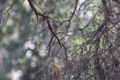 Muscicapa striata