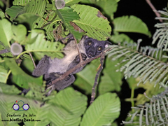 Arctogalidia trivirgata