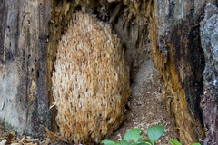 Artomyces microsporus