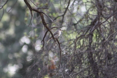 Muscicapa striata