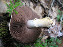 Agaricus kerriganii