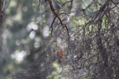 Muscicapa striata
