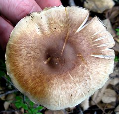 Agaricus kerriganii