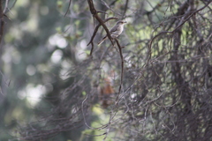 Muscicapa striata