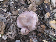 Agaricus kerriganii