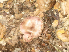Agaricus kerriganii