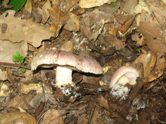 Agaricus kerriganii