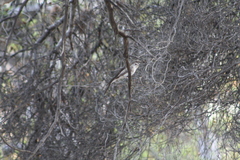 Muscicapa striata
