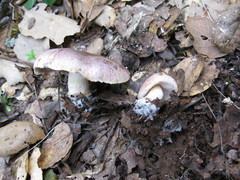 Agaricus kerriganii
