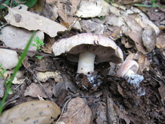 Agaricus kerriganii