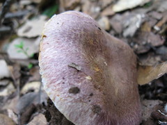 Agaricus kerriganii