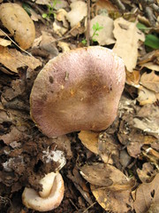 Agaricus kerriganii