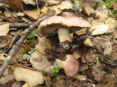 Agaricus kerriganii