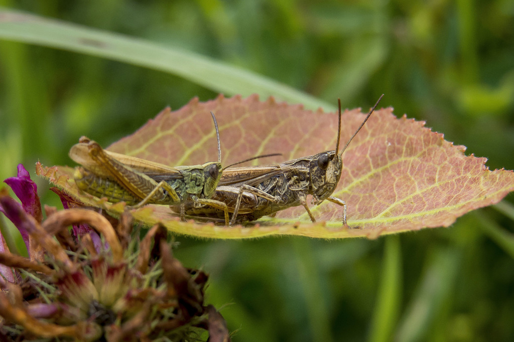 Locomotive Grasshopper