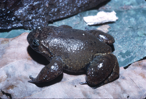 Speckled Egg Frog, Leptodactylodon ventrimarmoratus