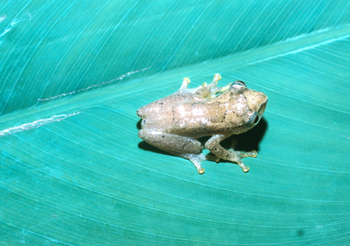 Camp Kivu Reed Frog, Hyperolius kuligae