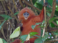 Presbytis rubicunda