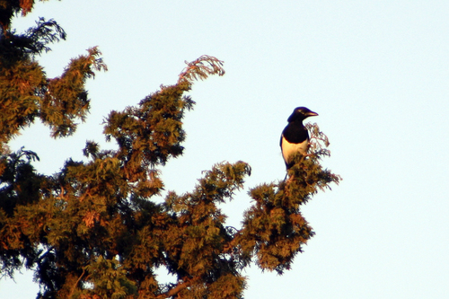 Urraca común (Pica pica)