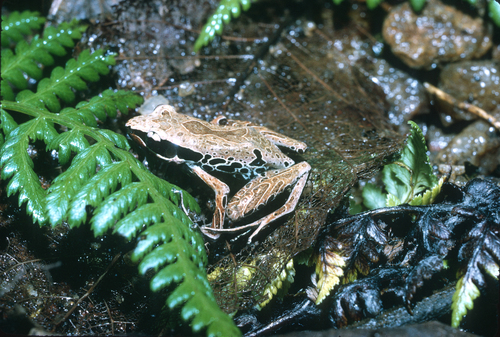 Cardioglossa melanogaster