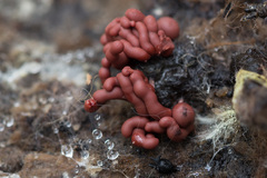Arcyria stipata
