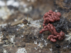 Arcyria stipata