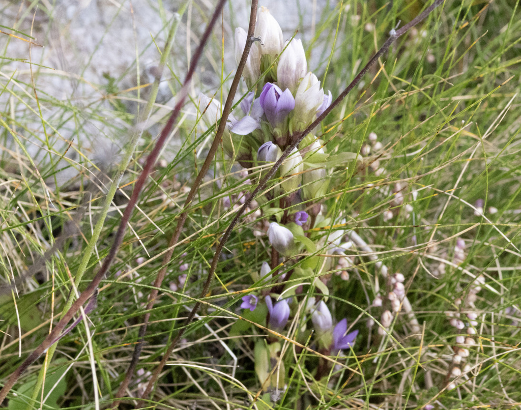 Gentianella anisodonta; photograph (c) Paolo Zucca, some rights reserved (CC BY)