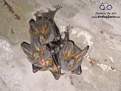 Megaderma spasma