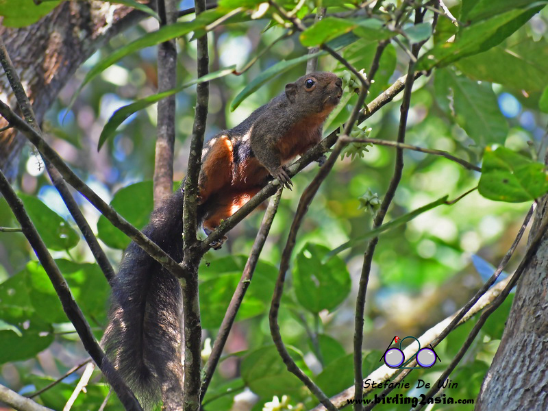 Kinabalu Squirrel