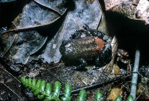 Mountain Egg Frog, Leptodactylodon bicolor