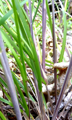 Poa anceps