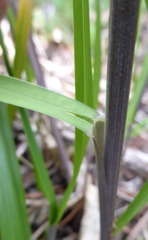 Poa anceps
