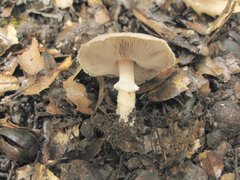 Agaricus kerriganii