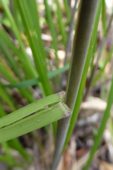 Poa anceps