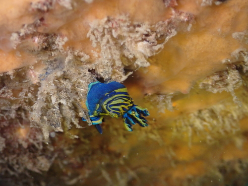 Tambja ceutae