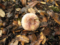 Agaricus kerriganii