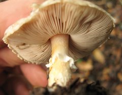 Agaricus kerriganii