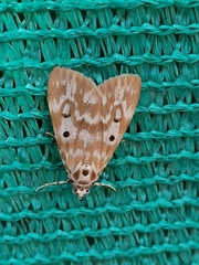 Sommeria marchalii