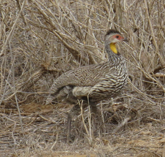 Pternistis leucoscepus