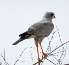 Melierax poliopterus