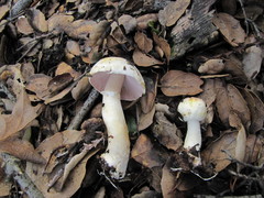 Agaricus kerriganii