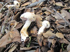 Agaricus kerriganii